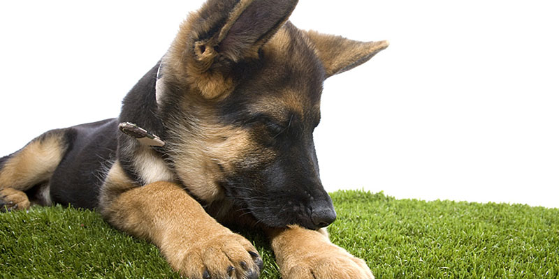 Best Artificial Grass for Dogs | Benefits, How to Clean ...